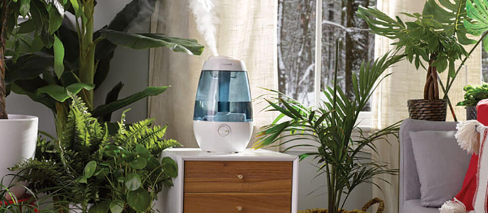 Help Plants Thrive With Humidity